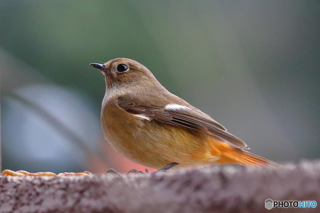 うちのジョビ子。