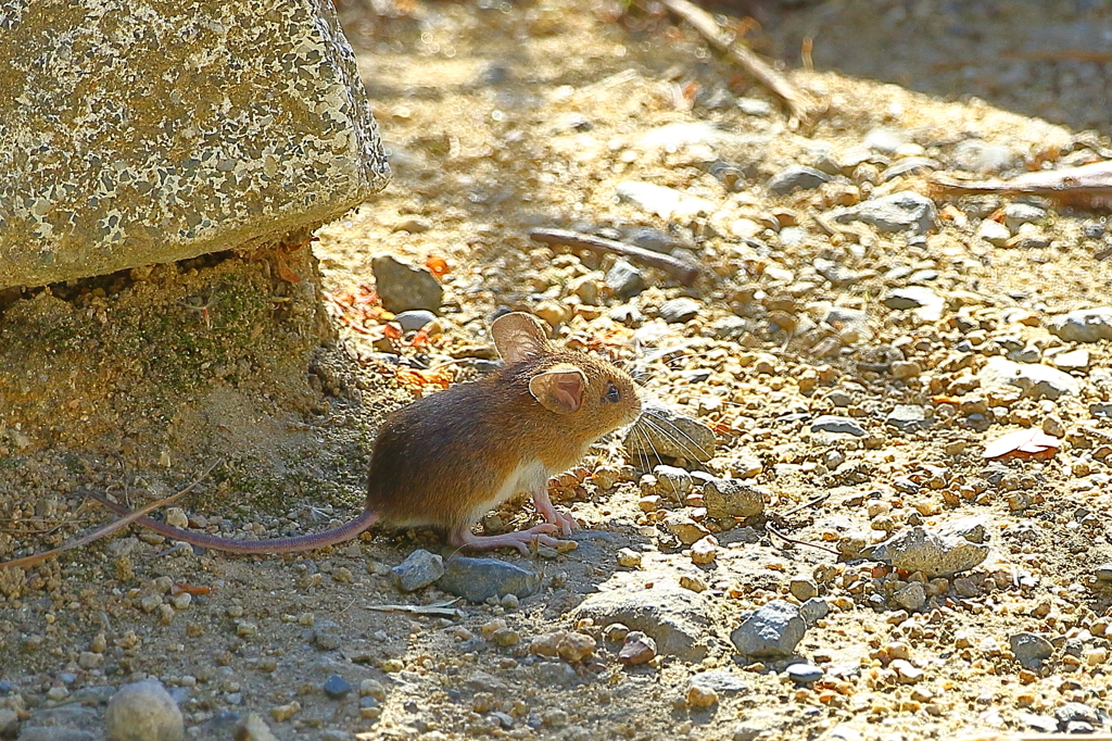 野ネズミ