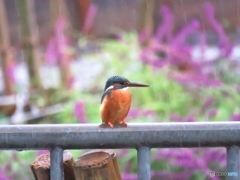 カワセミ