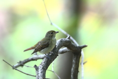 キビタキ♀