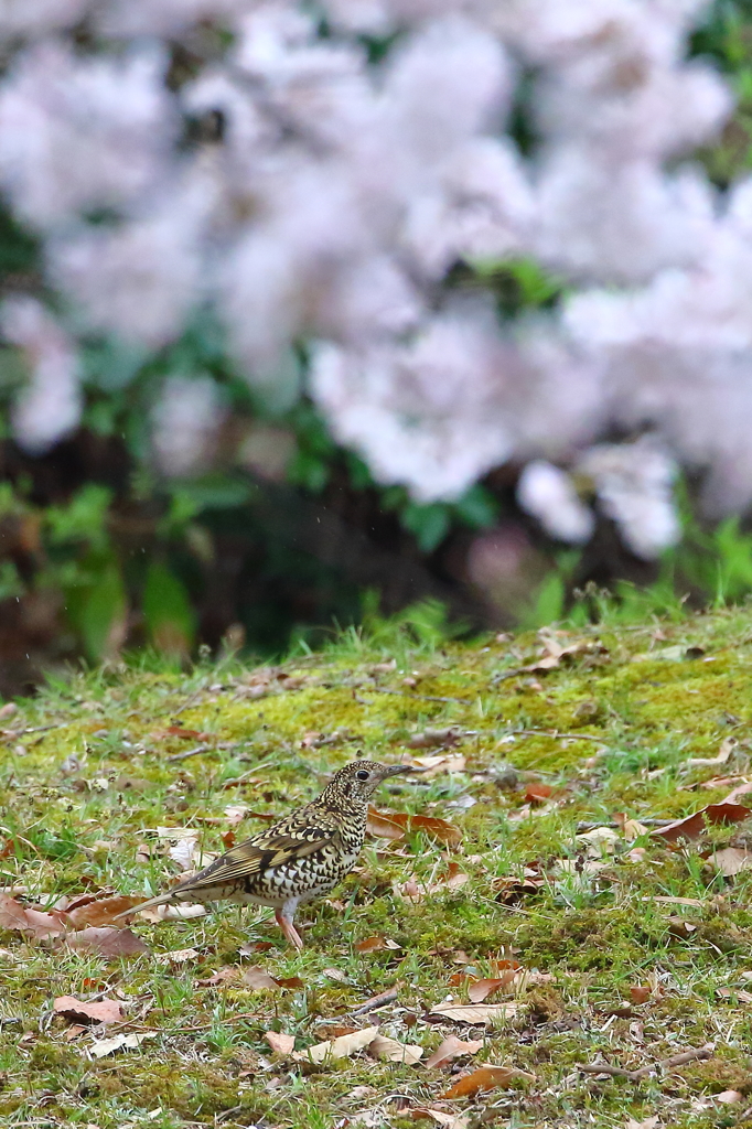 桜×トラツグミ