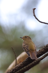 キビタキ♀