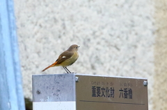 昨日到着。今季初ジョウビタキ♀証拠写真。