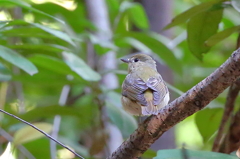 キビタキ♀