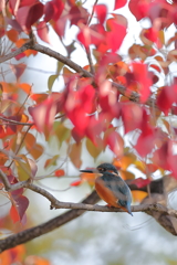 紅葉南京櫨のカワセミ