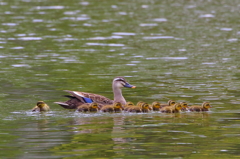 カルガモ雛、公園デビュー。