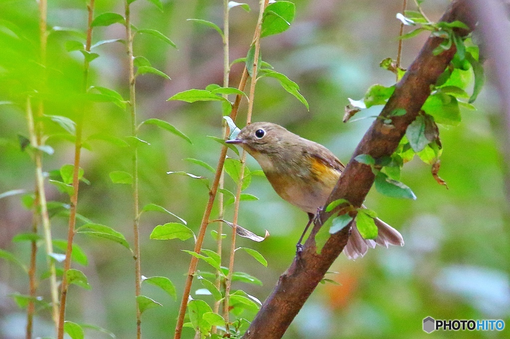 ルリビタキ到着〜(´▽｀)