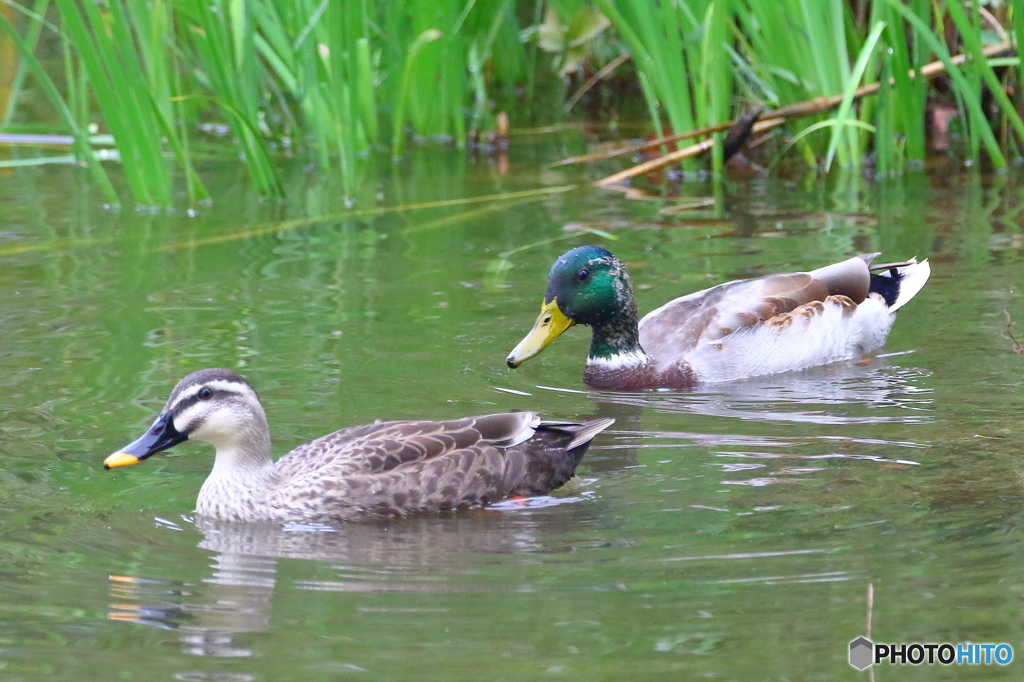 わたしはカルガモ。