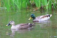 わたしはカルガモ。