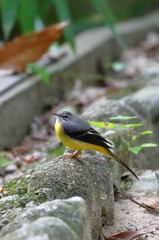 キセキレイ♀