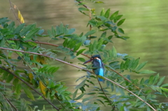 カワセミ
