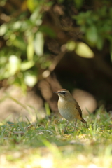 ノゴマ♀