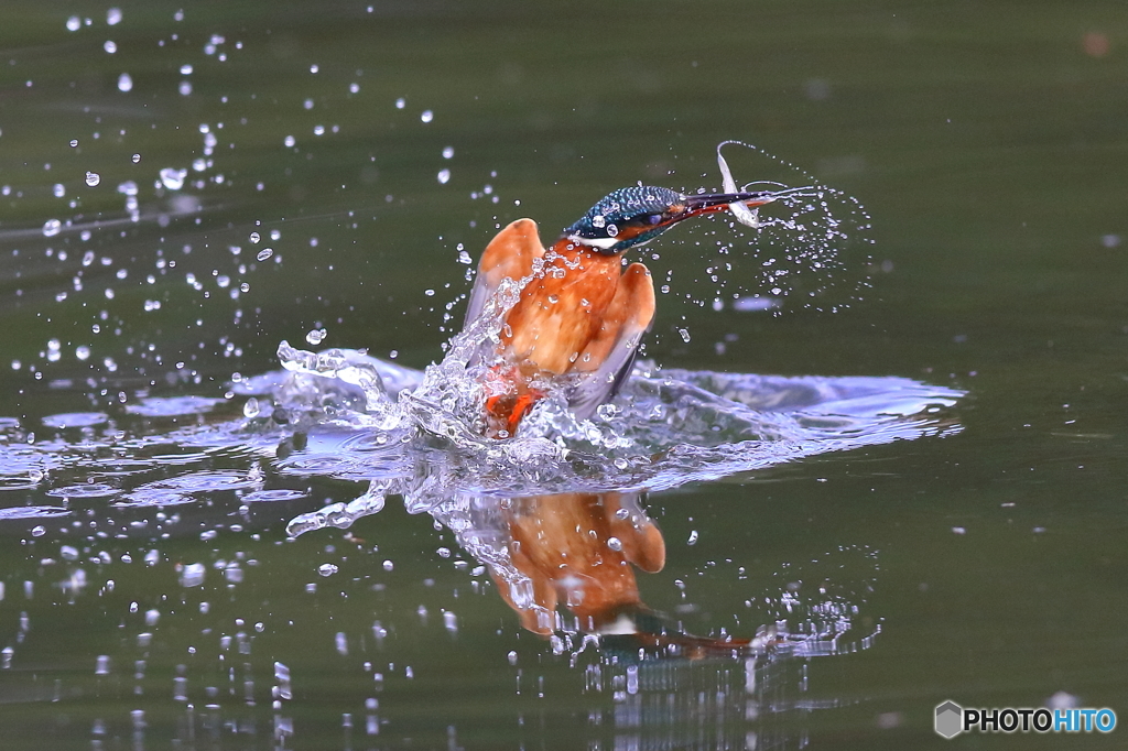 カワセミ