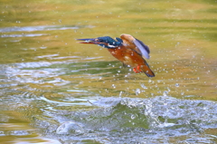 カワセミ