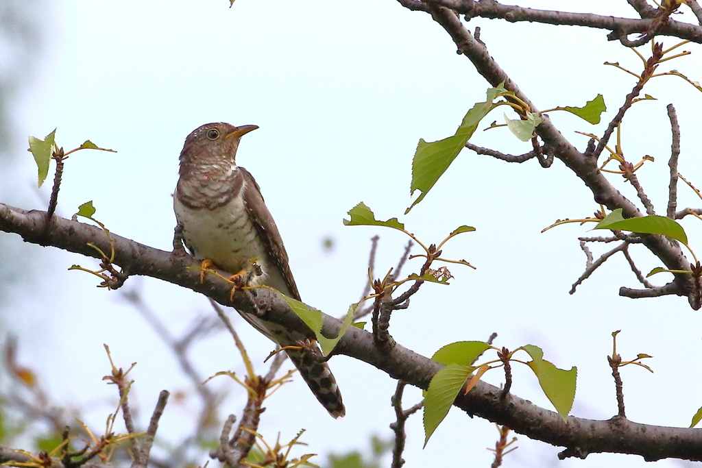 ホトトギス赤色型