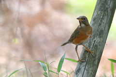 アカハラ