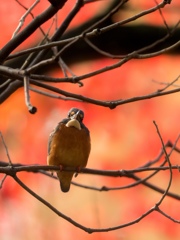 カワセミ