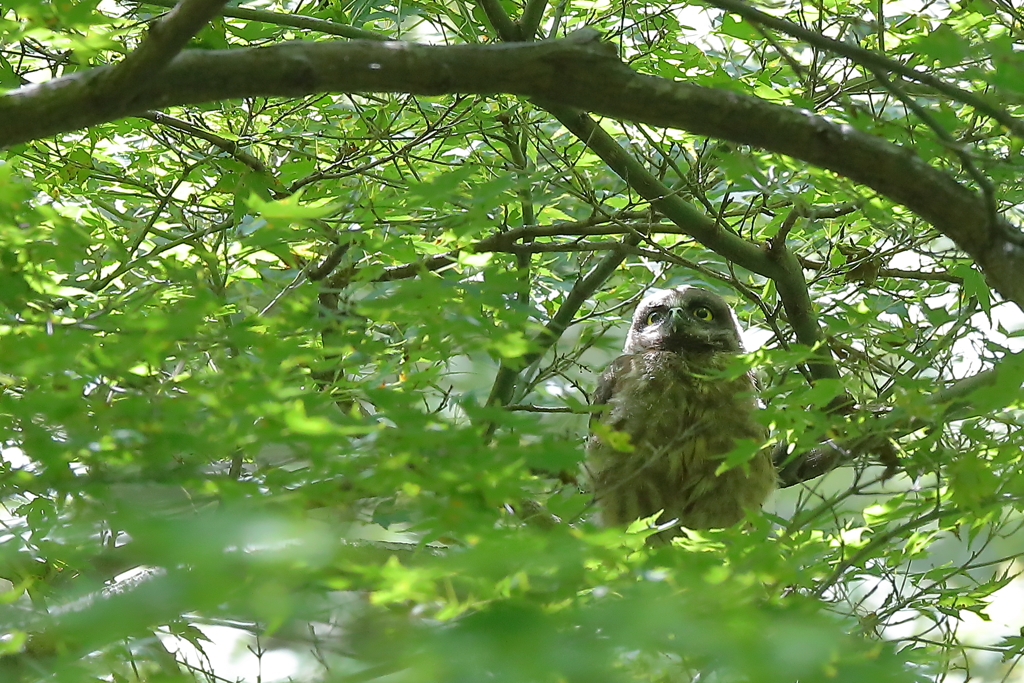 アオバズク雛