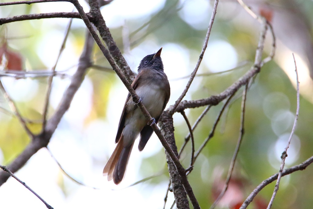 サンコウチョウ