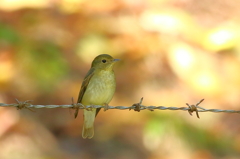 キビタキ♀