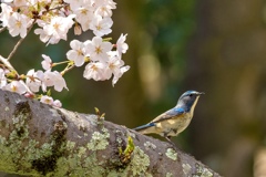 桜ルリビタキ