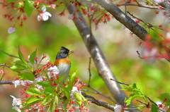 桜アトリ