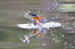 カワセミ