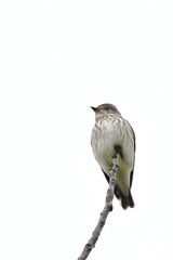 エゾビタキ