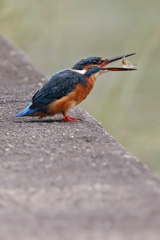 カワセミ