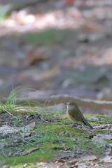 ルリビタキ♀