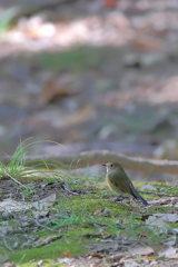 ルリビタキ♀