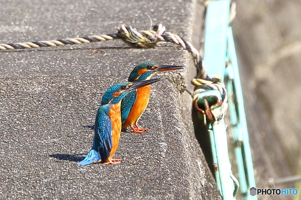ペンギン？