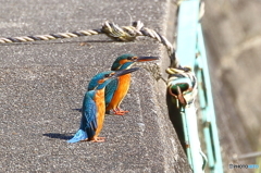 ペンギン？
