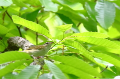 センダイムシクイ