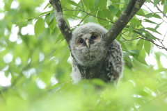 フクロウ巣立ち