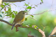 ルリビタキ♀