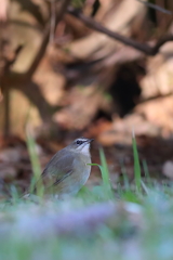 ノゴマ♀