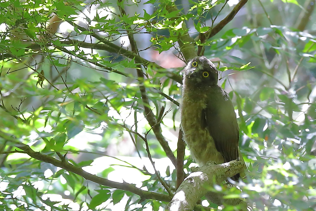 アオバズク雛