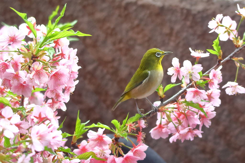 メジロ×河津桜