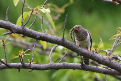 ホトトギス赤色型
