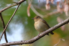 キビタキ♀