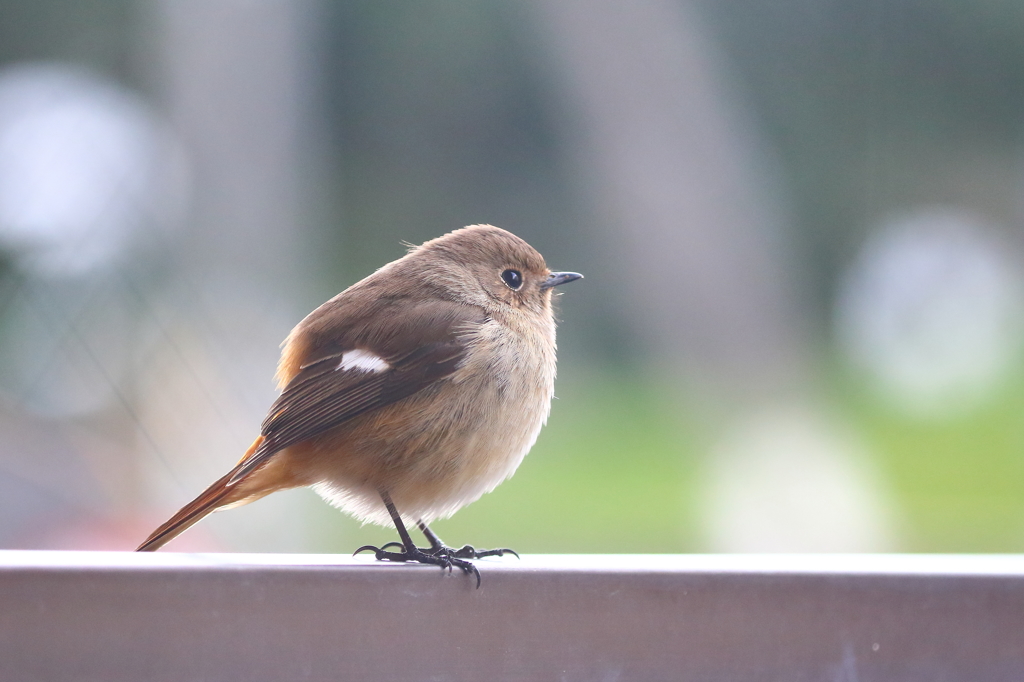 うちのジョビ子