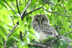 フクロウ雛