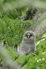 フクロウ巣立ち