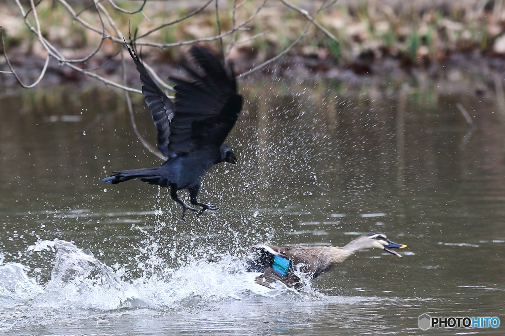 カラスvsカルガモ