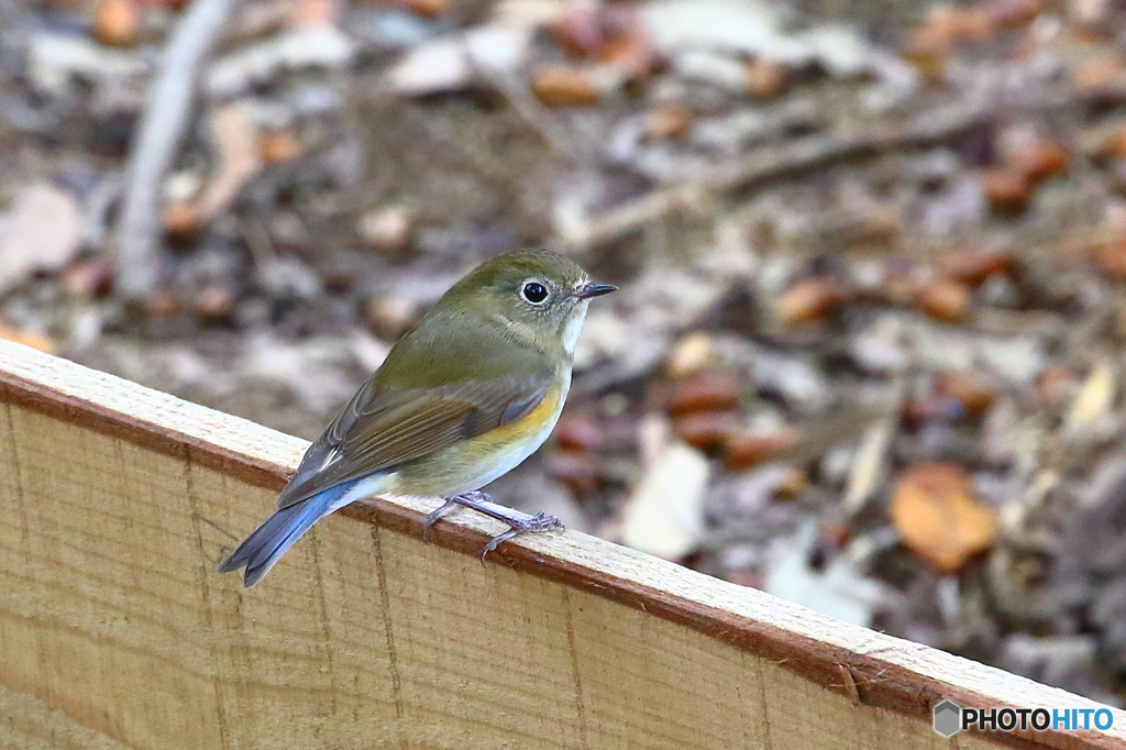 ルリ♀