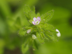 タチイヌノフグリ赤花