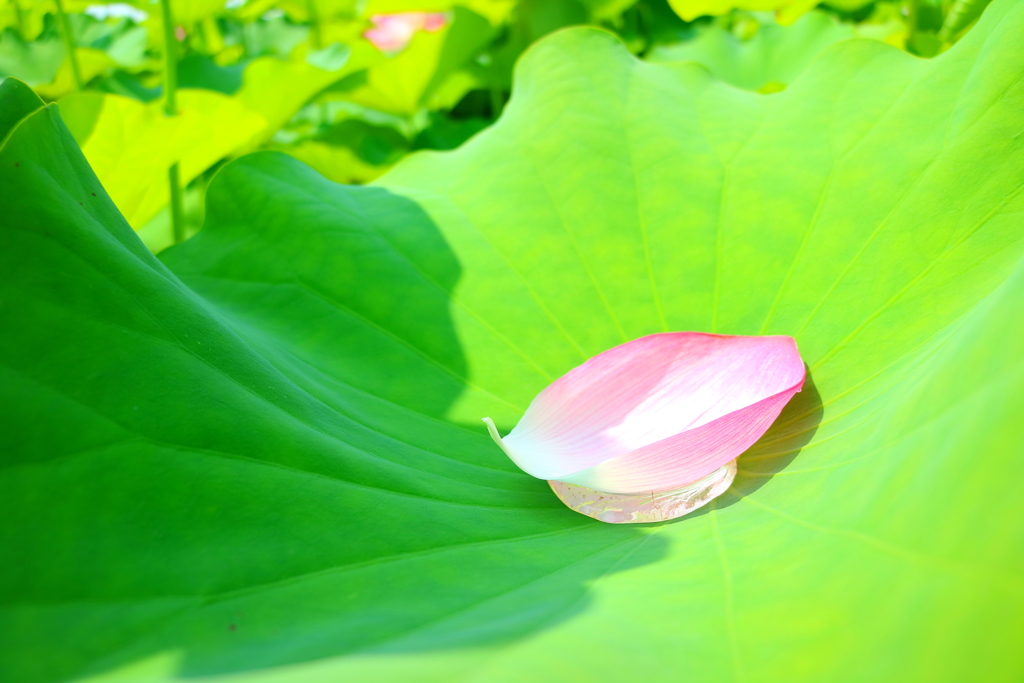 奈良県 藤原宮跡 蓮の葉と花びら