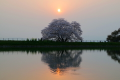 奈良県　幾坂池の一本桜