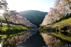 滋賀県　鮎河千本桜